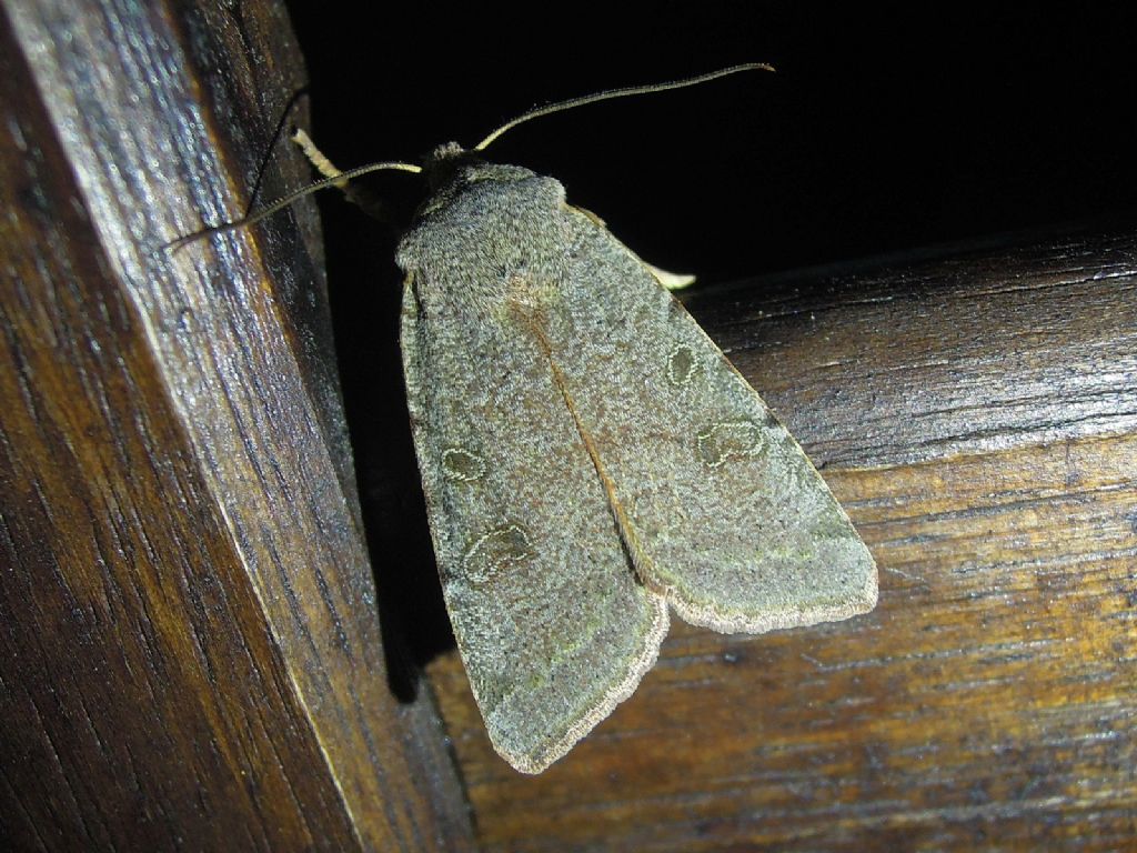 qualche Noctuidae